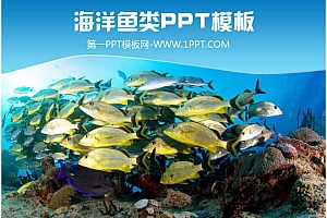 美丽的海底世界鱼群鱼类PPT模板